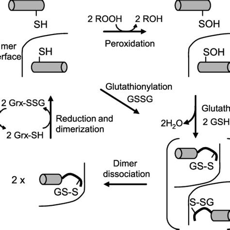 Proposed Mechanism For The 1 Cys D Prx Catalytic Cycle The 1 Cys D Prx