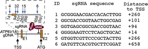 Using The Dcas Krab System To Repress Gene Expression In Hipsc Derived