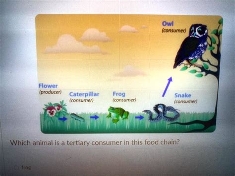 SOLVED: Which animal is a tertiary consumer in this food chain? Owl ...