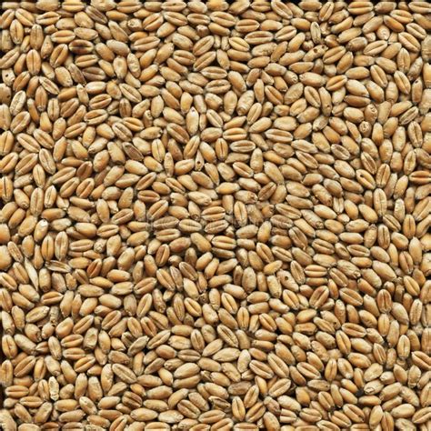 Wheat Stock Image Image Of Grain Kernel Natural Cereal 18373945