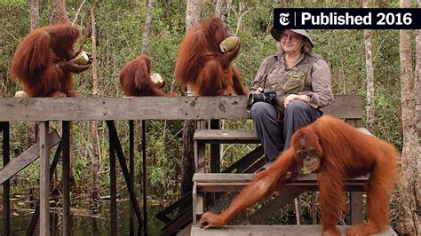 An Orangutan Expert Says Now Is the Time to Visit Indonesia - The New ...