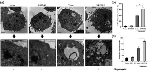 Rapamycin Induced The Formation Of Autophagic Vacuoles In HCG27 Cells