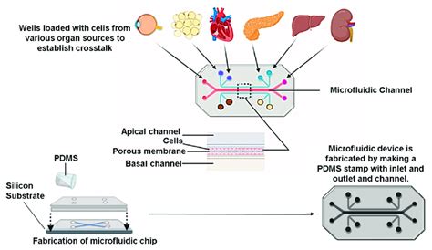 Arrangement Of Microfluidics System In Diabetic Research To Generate