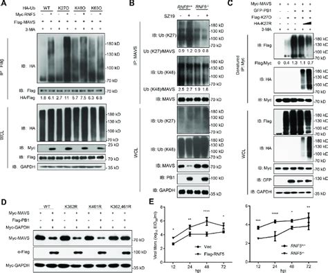 H N Pb Facilitates Rnf To Ubiquitinate Mavs A Rnf Catalyzes