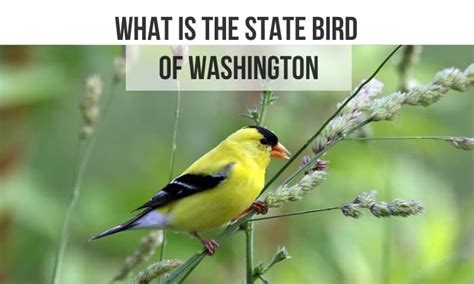 What is the State Bird of Washington? - American Goldfinch Facts