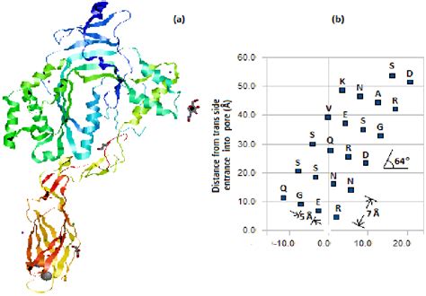 (a) Structure of single monomer of perforin (PFN). (b) Residues facing ...