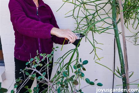 Pencil Cactus Pruning Pruning A Large Euphorbia Tirucalli