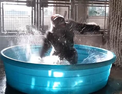 Watch Gorilla Going Bonkers In His Tub Will Have You Crying With