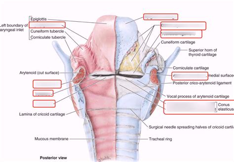 Posterior View Of Larynx Diagram Quizlet