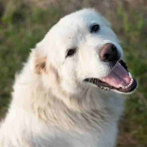 Great Pyrenees For Adoption Near You - Rehome Adopt a Great Pyrenees Dog or Puppy Pet Rehoming ...