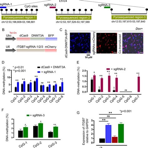 A Three Differentially Methylated Regions DMRs Spanning Exon 4 To