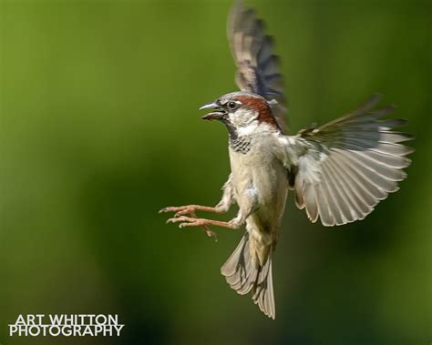 Get the Shot: Backyard Bird Photography