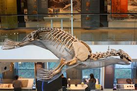 The Coastal Paleontologist, atlantic edition: The best known fossil pinniped, part 1: a review ...