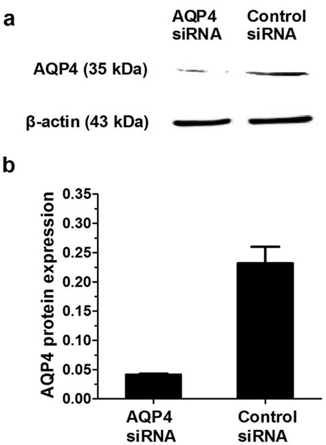 Aquaporin Blockage By Sirna Protects Rat Articular Chondrocytes From