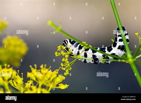 Swallowtail Papilio machaon larva Stock Photo - Alamy