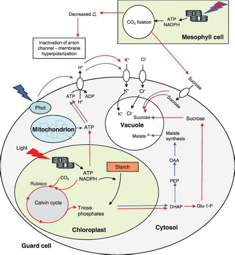 Schematic Diagram Showing Possible Osmoregulatory Pathways In Guard