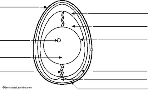 Diagram Of An Egg With Full Label