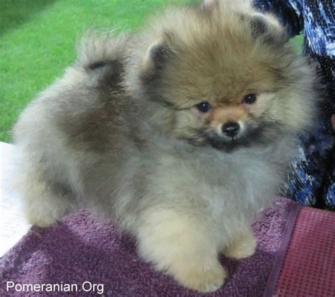 Pomeranian Growth Stages And Pomeranian Puppy Stages Explained