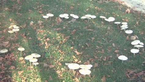 Mushrooms In Lawns And Turf A Help Guide For Gardeners