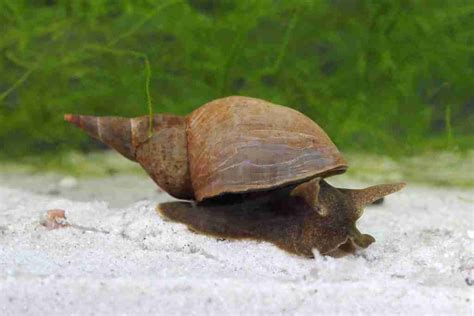 Pond Snail Vs Bladder Snail Similarities Differences And Basic Care