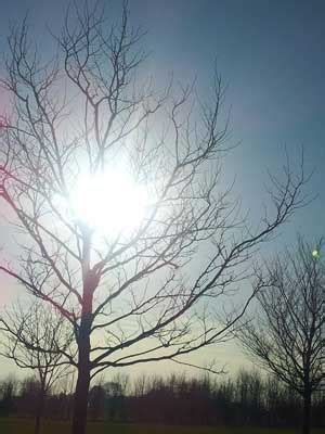 Q&A: Why Do Trees Make Cracking Noises in Winter? - Barts Tree Service