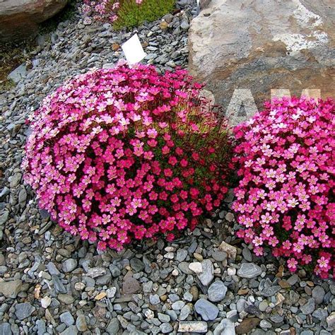 Skalnica Arendsa Peter Pan Saxifraga Arendsii Albamar