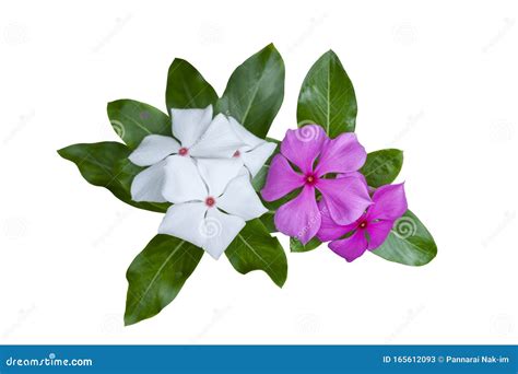 Purple And White Catharanthus Roseus Or Madagascar Periwinkle Flower