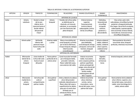 Tabla De Arterias Y Venas De La Extremidad Superior Frida Garc A