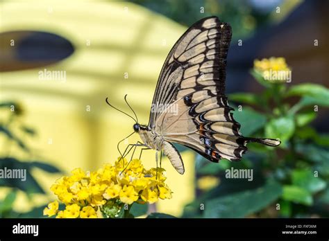 Giant Swallowtail Butterfly Papilio Cresphontes Feeding On Yellow