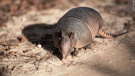 What Do Armadillos Eat In The Wild Armadillos Diet Big Animals