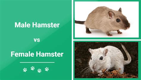 Male Vs Female Hamster The Differences Explained Pet Follower