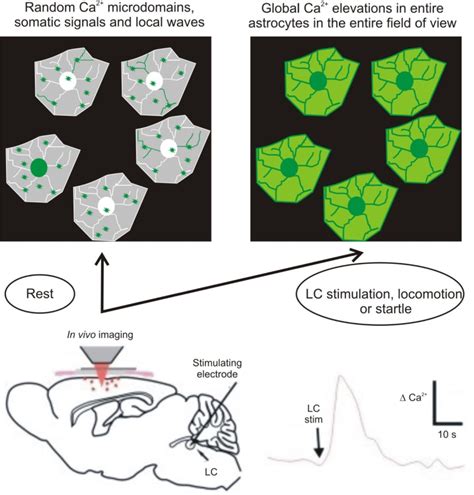 Diversity Of Astrocyte Functions And Phenotypes In Neural Circuits