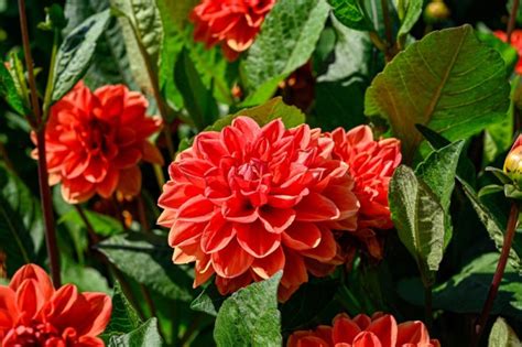 Coral Peach And Apricot Flowers Here Are 35 Ornate Orange Perennials To Grow This Year