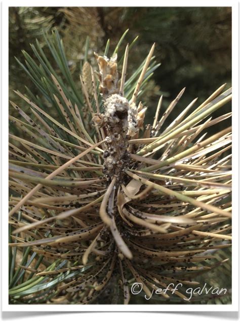 Pinyon Pine Diseases and Insects | Boulder Tree Care - Pruning & Tree Removal Services