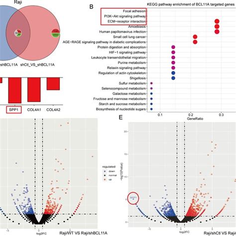 Gene Expression Profile Analysis Of Raji Cells With Bcl11a Knockdown