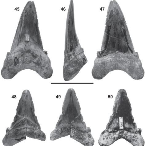 Otodus Carcharocles Angustidens Agassiz 1843 45 47 Lower