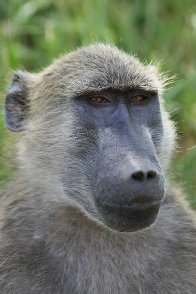 Baboon face Stock Photos, Royalty Free Baboon face Images | Depositphotos