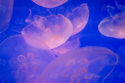 Image Of Aurelia Aka The Moon Jelly Moon Jellyfish Common Jellyfish