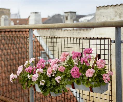 7 façons de protéger les géraniums du gel et du froid Mon Geranium fr