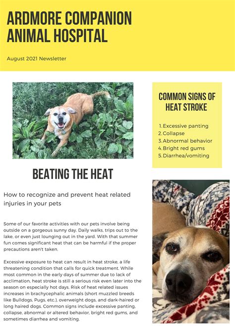 Beating The Heat Ardmore Companion Animal Hospital