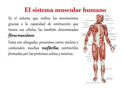 Ppt El Sistema Muscular Humano Powerpoint Presentation Free Download