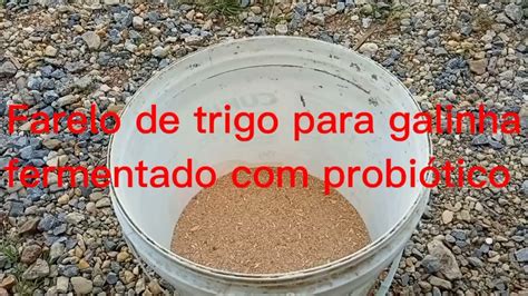 farelo de trigo para galinha fermentado probiótico YouTube