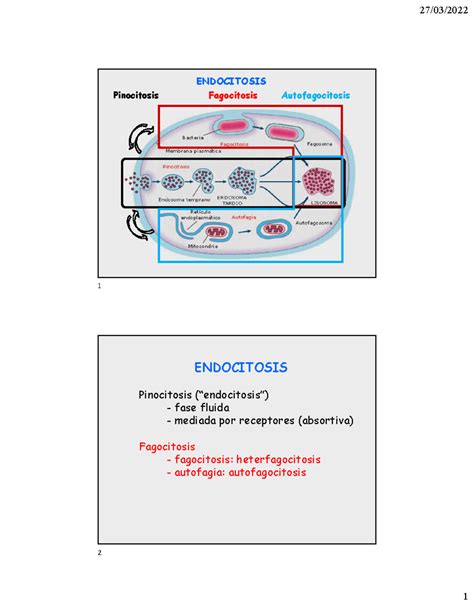 Endocitosis 221 ENDOCITOSIS Fagocitosis Pinocitosis