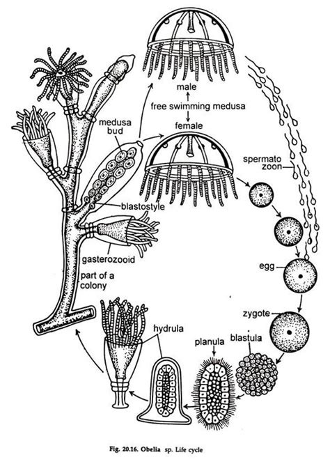 Phylum Cnidaria Diagram