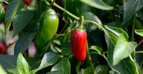 From Seed to Spice: A Guide to Jalapeno Plant Stages