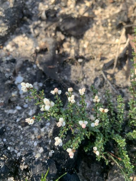 Bitter Cryptandra From Cobar Park Nsw Au On June At Pm