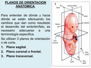 1 Generalidades Desarrollo Embrionario Fetal PPT