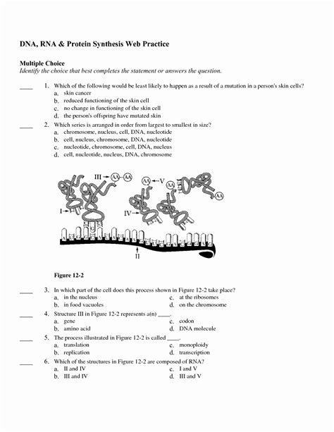 Dna To Rna To Protein Worksheet