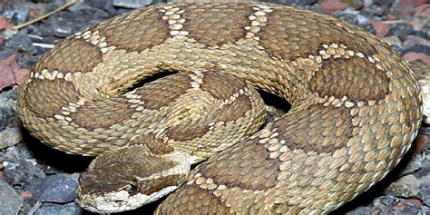 Snakes Of Washington Northern Pacific Rattlesnake Croach