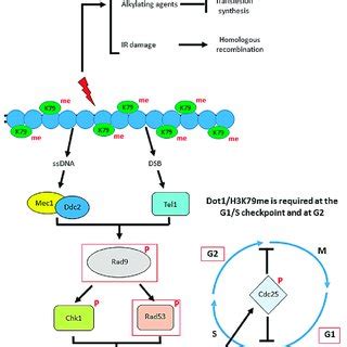 The Role Of DOT1L In Leukemogenesis The C Terminus Of MLL Is An H3K4